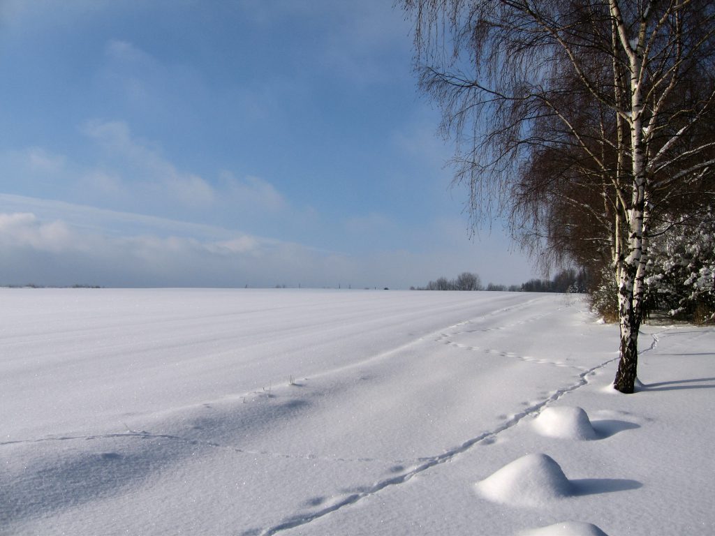 Spuren im Schnee